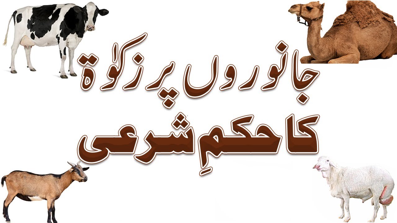 Janwar Par Zakat Ka Sharai Hukum